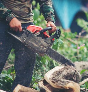 local tree care experts