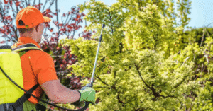 Local Tree Care Experts