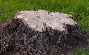 Leaving Old Stumps