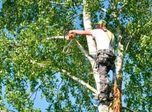 Fast and Reliable Tree Emergency Response Services