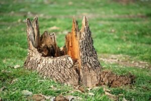 Tree Stump Damage