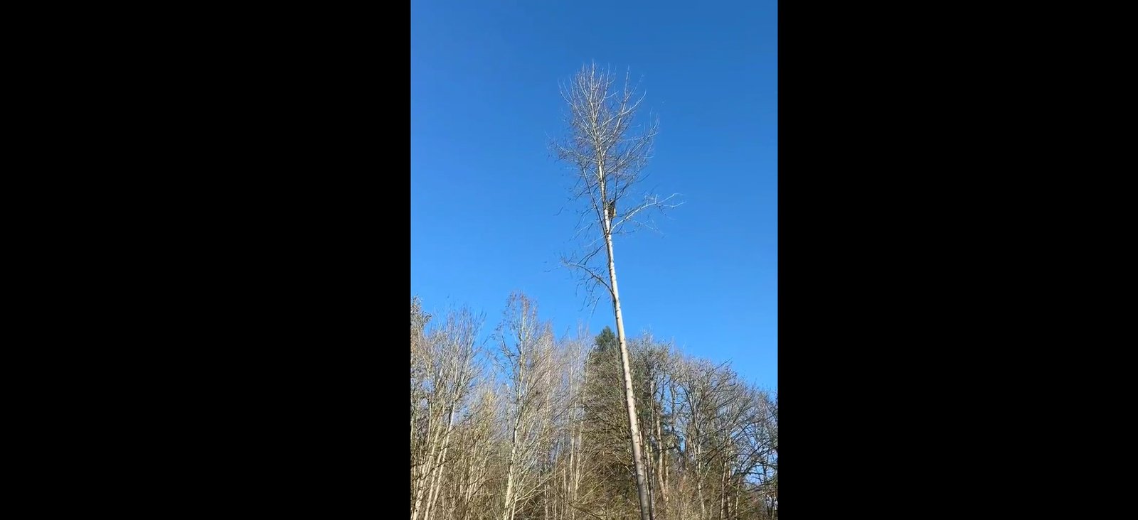 Taking down long tree