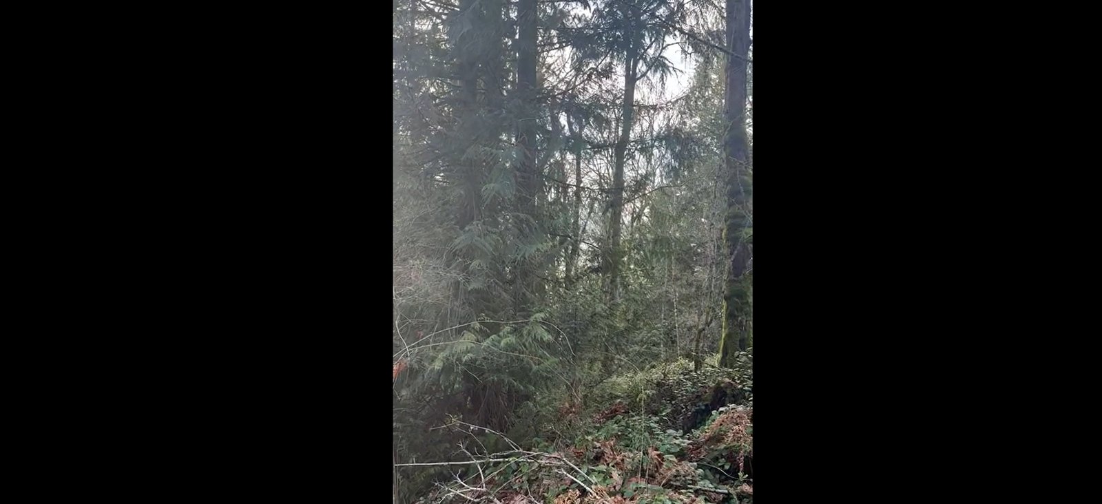 Cutting top branches