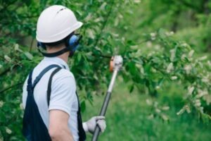 Tree Trimming Tips