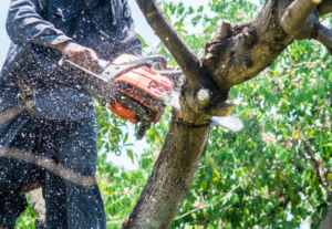 stump grinding everett wa