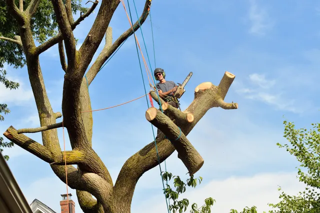Tree Removal Everett Services