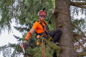 Local Tree Care Experts