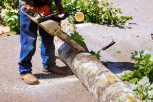 Storm Damage Tree Removal