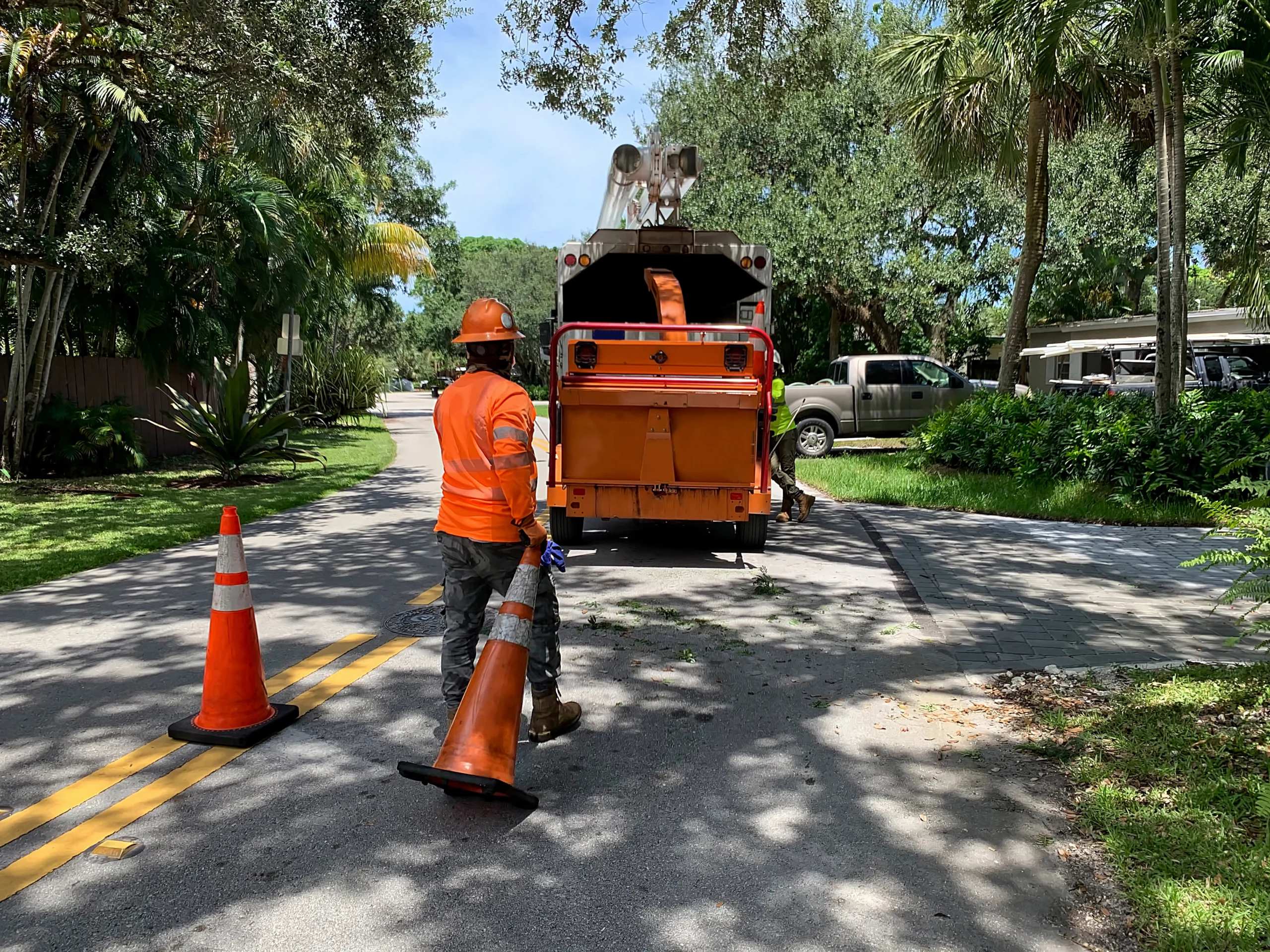 tree removal service
