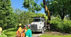 local tree care experts